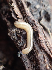 Argonemertes dendyi