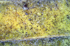 Podosphaera plantaginis