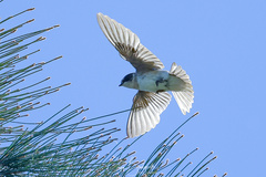 Tree Martin photo 3