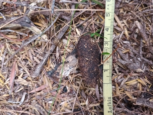 Quokka, photo 7 of 10