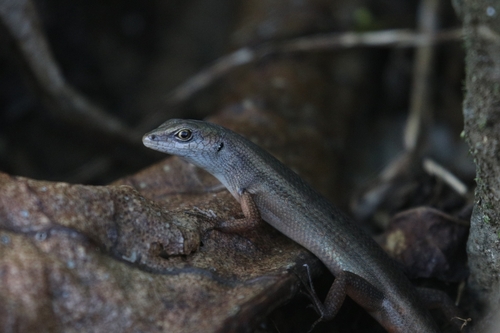 Carlia ailanpalai observed 2024-04-09