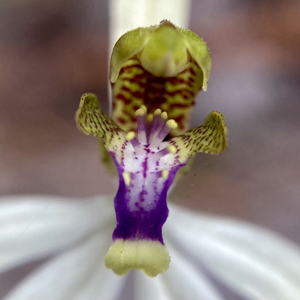 leafless orchid from Mount Frankland National Park, Trent, WA, AU on ...