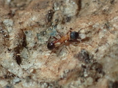 Myrmica tahoensis