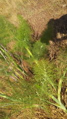 Foeniculum