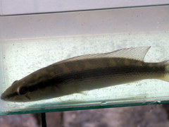 Crenicichla scottii