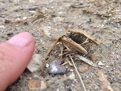 Sphecius