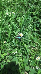 Graphium sarpedon nipponum