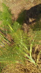 Foeniculum