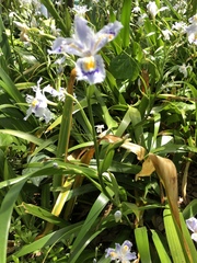 Iris japonica