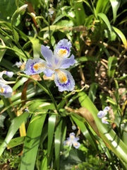 Iris japonica