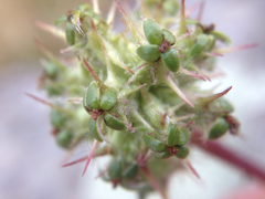 Acaena pinnatifida californica