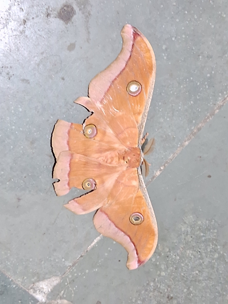 Tasar Silk Moth from M4HP+H3R, Kerala 695551, India on April 2, 2024 at ...