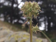 Acaena pinnatifida californica