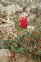 Tulipa systola, photograph (c) Kristof Zyskowski, some rights reserved (CC BY)