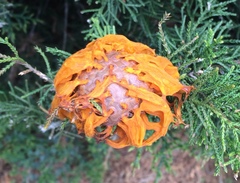Gymnosporangium juniperi-virginianae