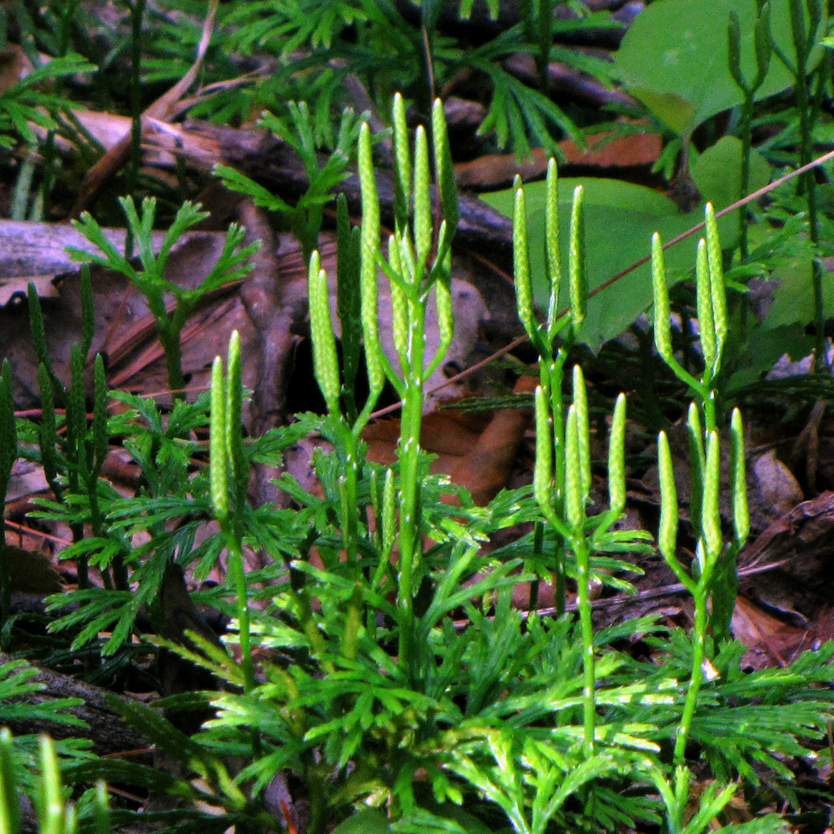 Diphasiastrum