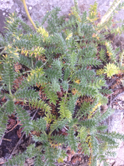 Acaena pinnatifida californica