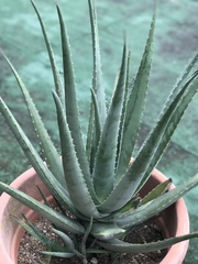 Aloe vera
