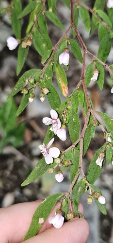 Centradenia inaequilateralis image