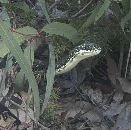 Diamond Python sighting