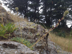 Acaena pinnatifida californica