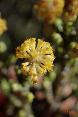 Helichrysum parvifolium