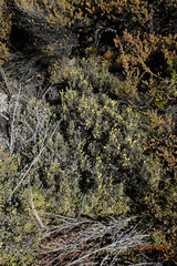 Helichrysum parvifolium