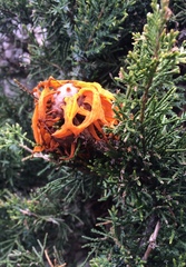 Gymnosporangium juniperi-virginianae