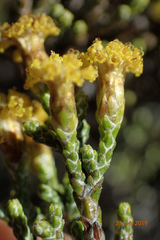 Helichrysum parvifolium