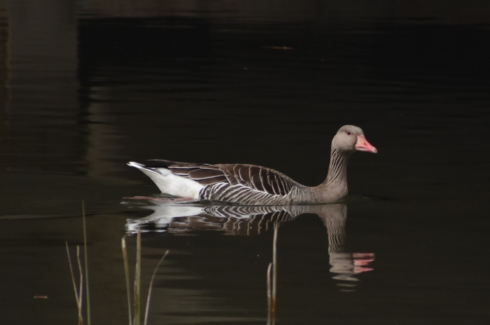 Greylag Goose