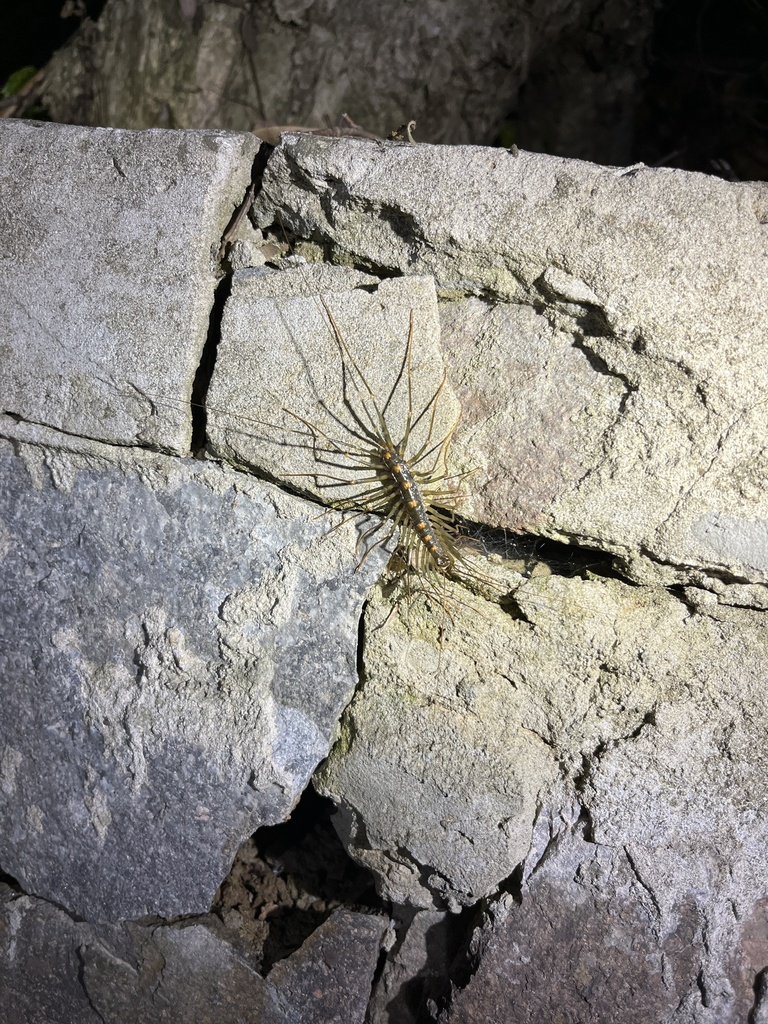 Typical House Centipedes From Nanjing, Cn-js, Cn On April 9, 2024 At 07 