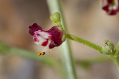 Scrophularia deserti