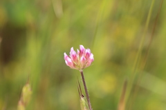 Trifolium bifidum