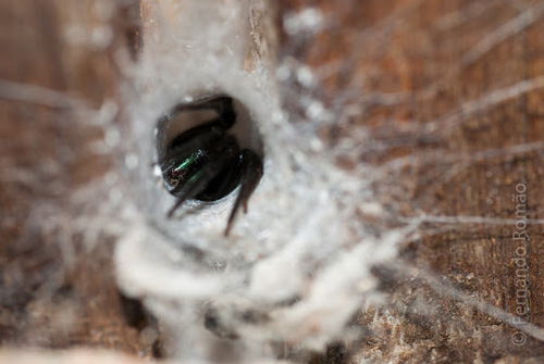 Tube-dwelling Spider
