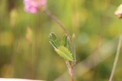 Trifolium bifidum