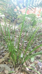 Carex uncinata