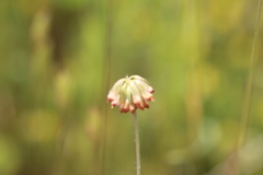 Trifolium bifidum