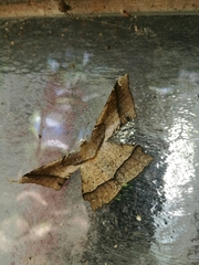 Krananda latimarginaria