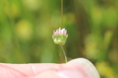 Trifolium microdon