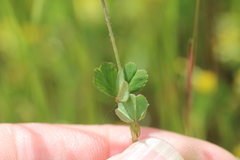 Trifolium microdon