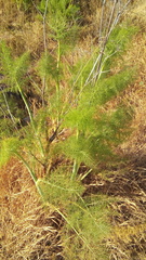 Foeniculum