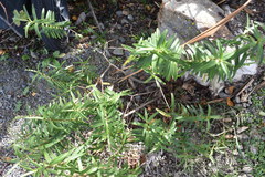 Veronica strictissima