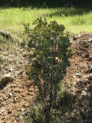 Arctostaphylos viscida