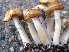 Psilocybe ovoideocystidiata
