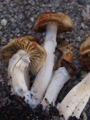Psilocybe ovoideocystidiata
