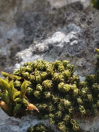 Neat Crisp-moss (Tortella nitida)