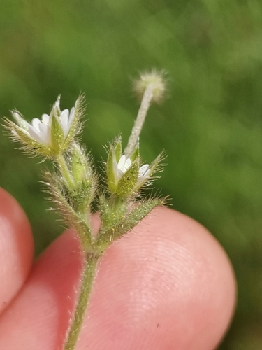 Image of Gray chickweed by (c) Ljaž, some rights reserved (CC BY)