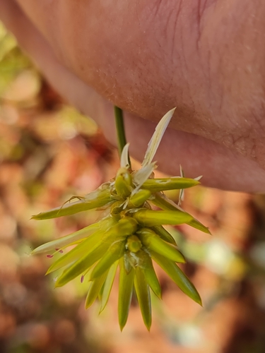 Image of Ptilotus gaudichaudii by (c) Belinda Forbes, some rights reserved (CC BY)