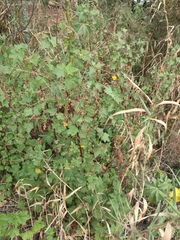 Kearnemalvastrum lacteum