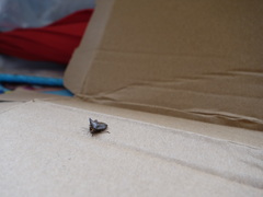 Alcimocoris japonensis